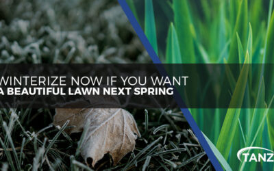 Winterize Now If You Want a Beautiful Lawn Next Spring