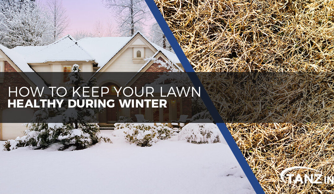 How to Keep Your Lawn Healthy During Winter