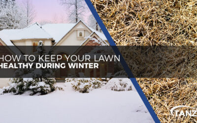 How to Keep Your Lawn Healthy During Winter