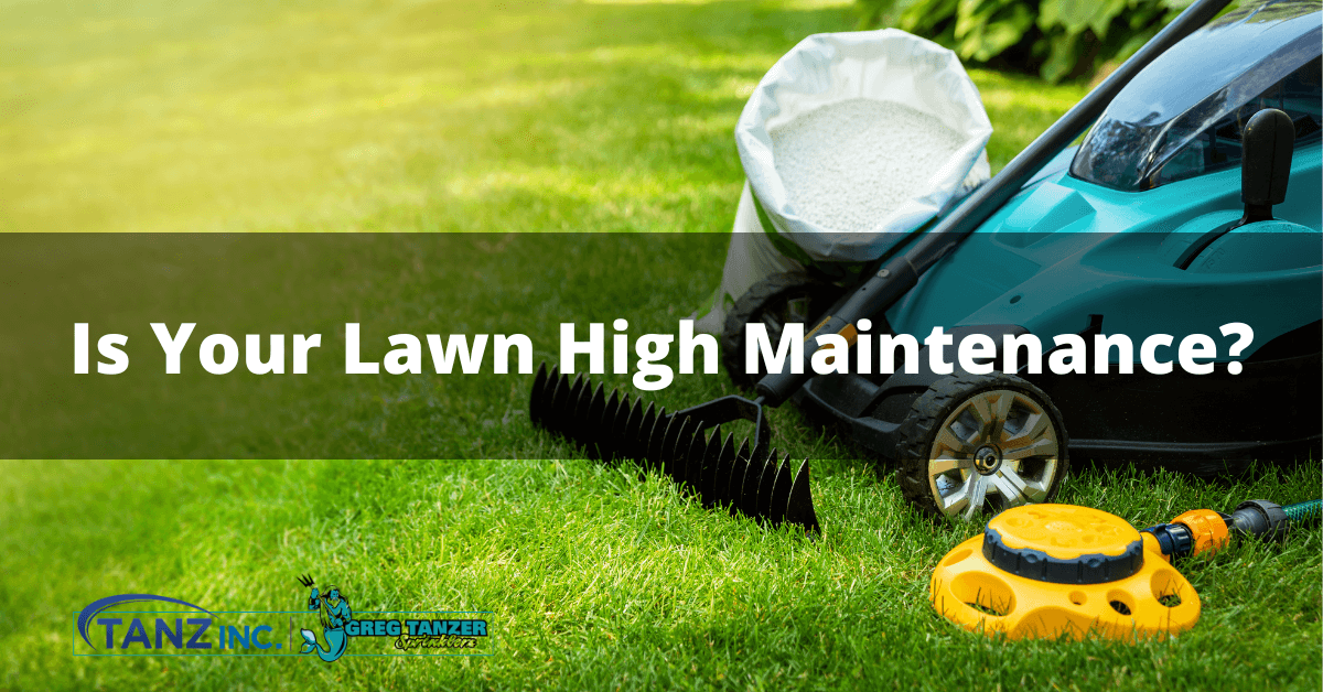 Is your lawn high maintenance?