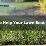10 Tips To Help Your Lawn Beat The Heat