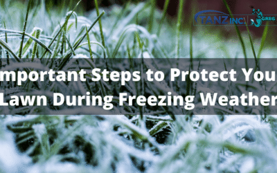 Important Steps to Protect Your Lawn During Freezing Weather